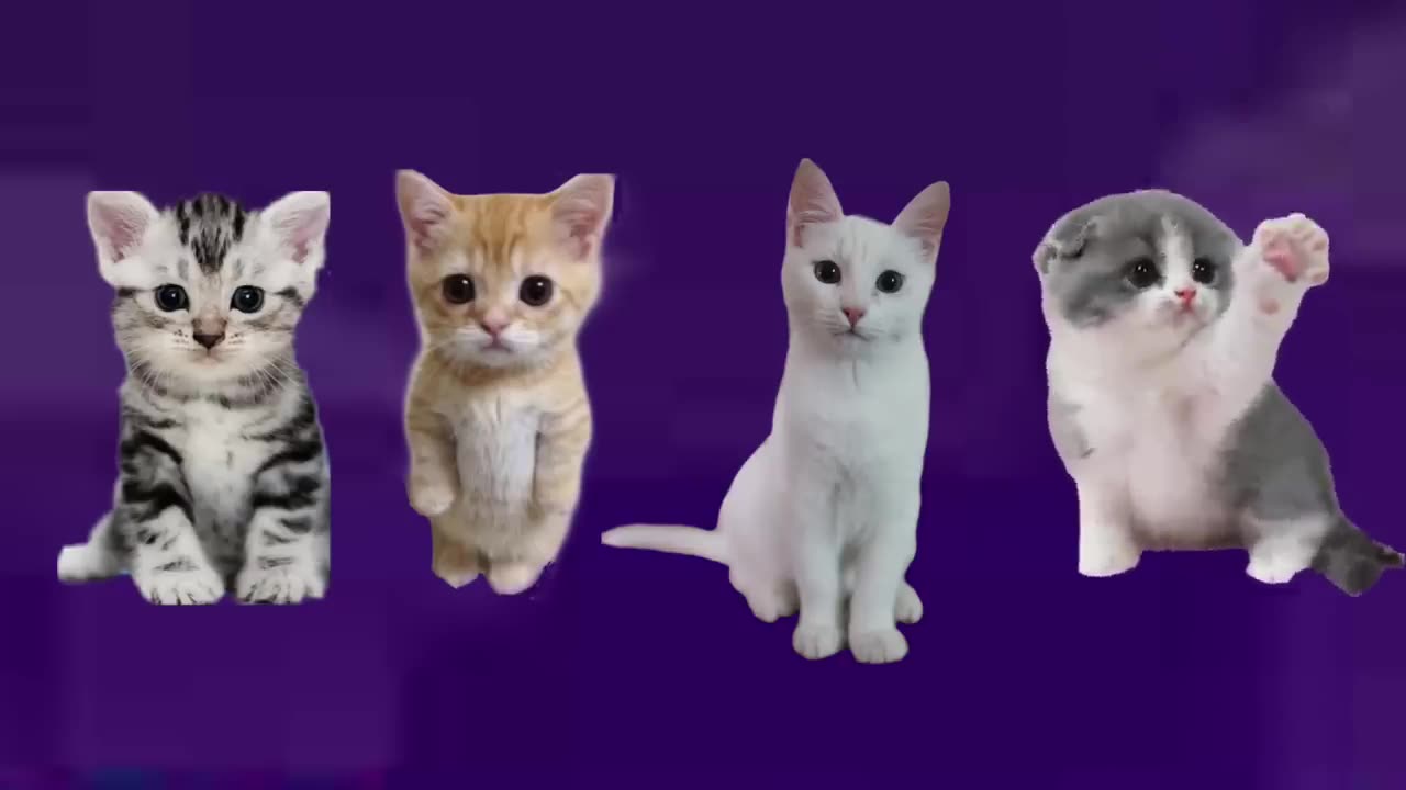 My name is cute Cat version - parody colourfull