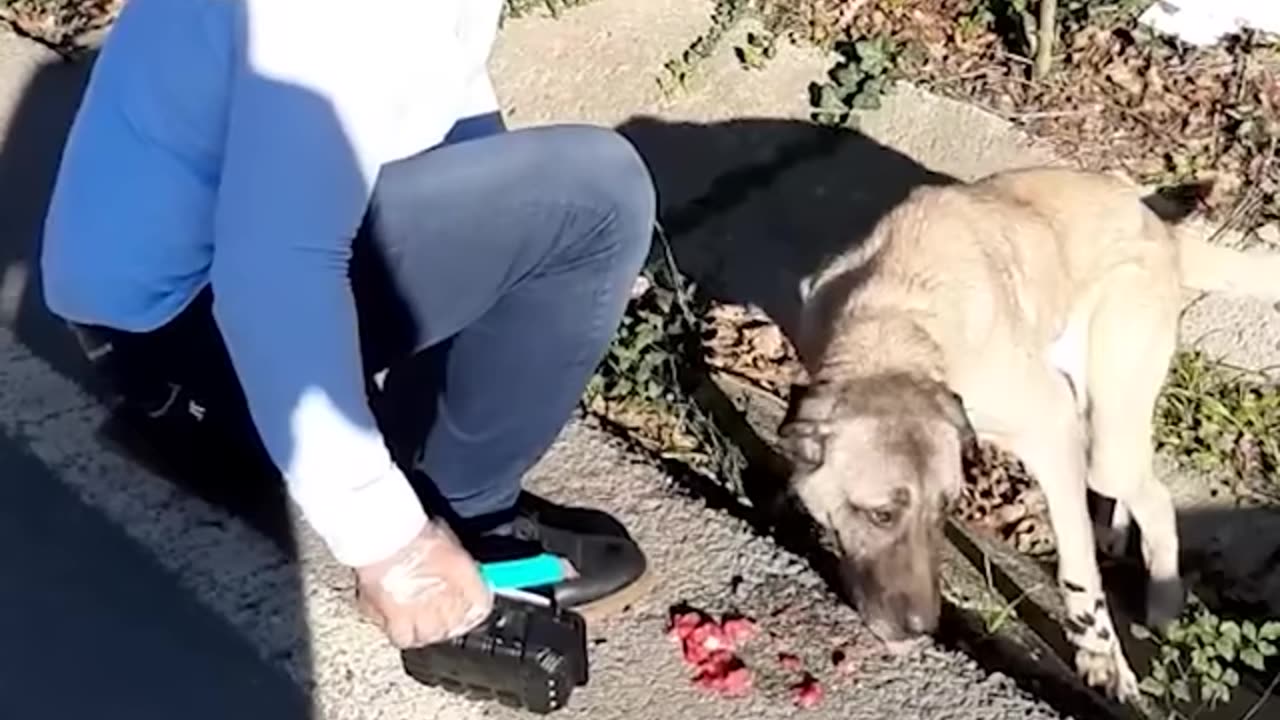 Homeless dogs
