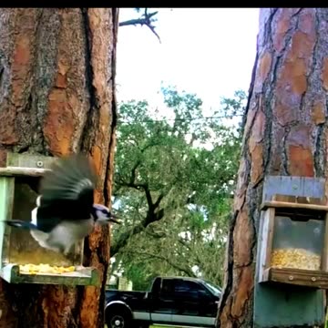 Painted Bunting and the Blue Jay on a cloudy winter afternoon.