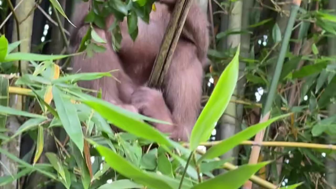 #babymonkeys #Animal #monkeys #animallovers❤️ #cocakamonkey animals #viral #monkey #cute_5
