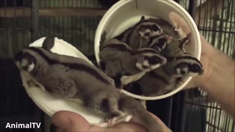 SUGAR GLIDERS Flying - Funny & Cute