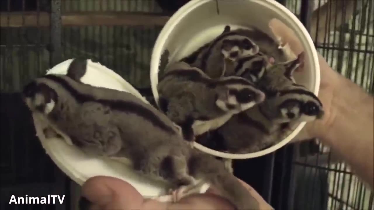 SUGAR GLIDERS Flying - Funny & Cute