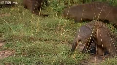 This Warthog took a trip to the Mongoose Spa | Banded Brothers - BBC