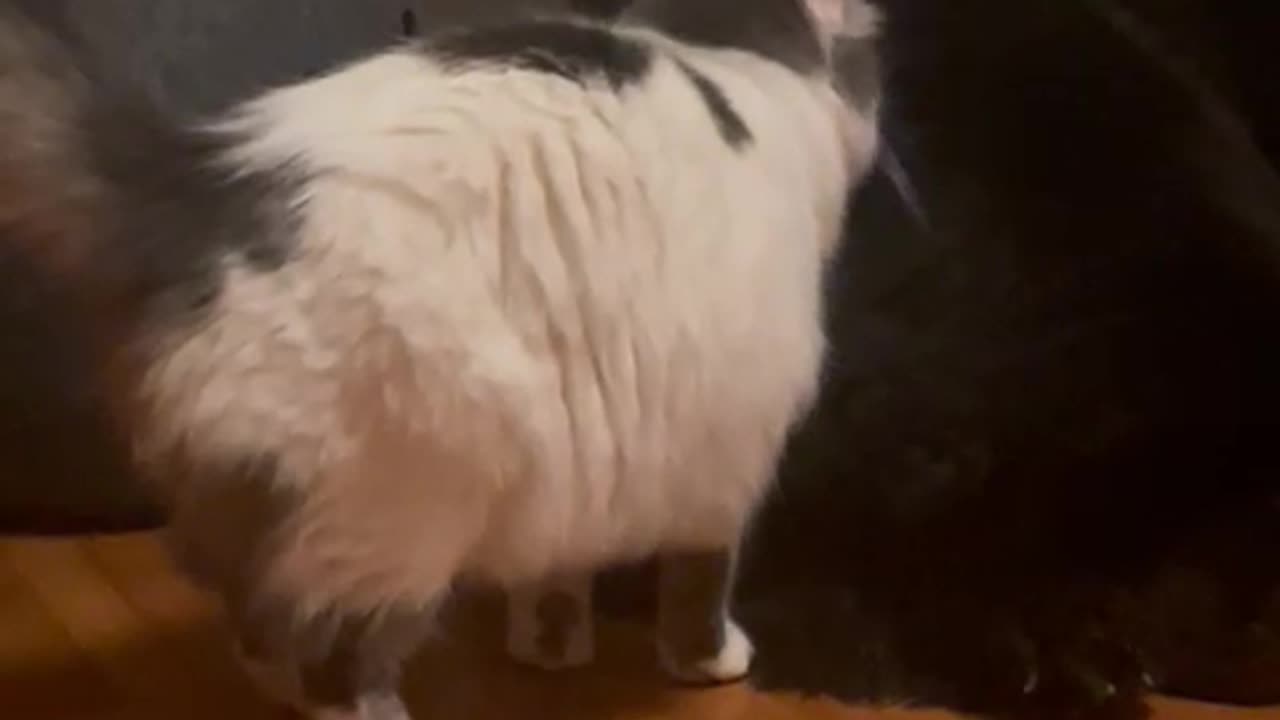 Sleeping Dog Unintentionally Blocks Cat's Exit