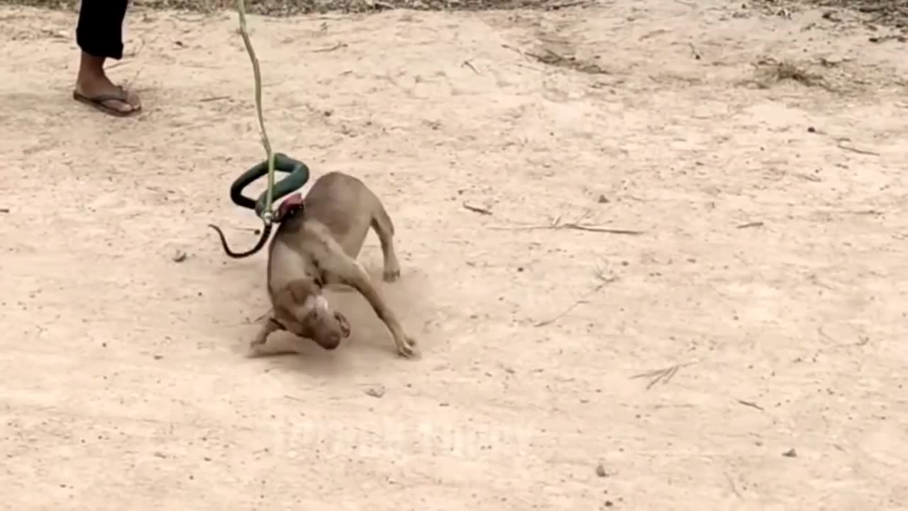 Crazy dog prank with fake Lion I very Hilarious 😂