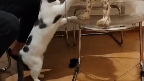 #funny #neiperte #funnyvideos #funnyreels #funnymemes #funnymoments #short #funnycats