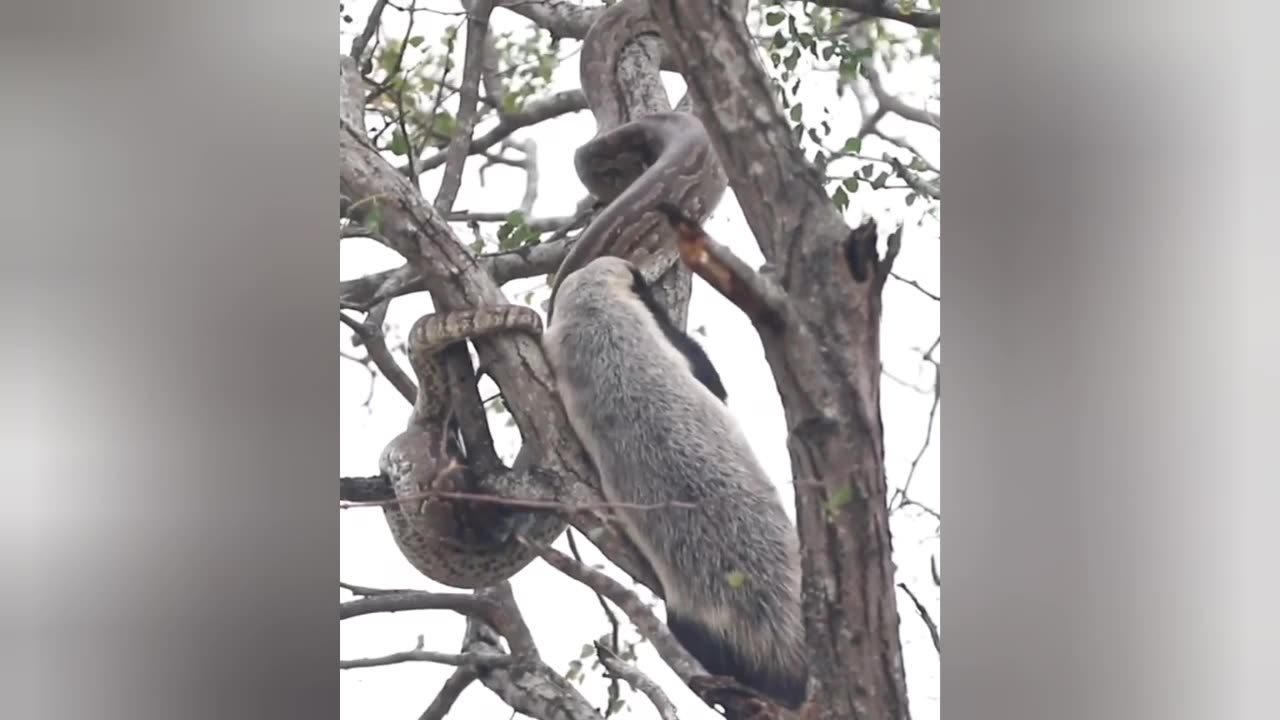 badger climbs trees to attack giant python