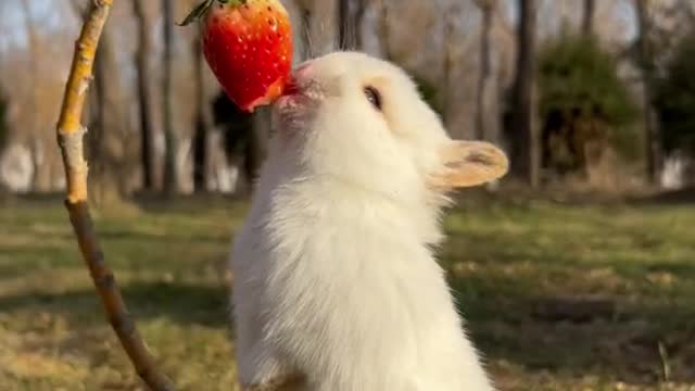 Cute animals