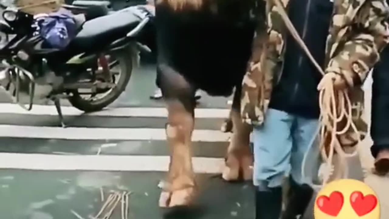 Dangerous Bull You have seen ever