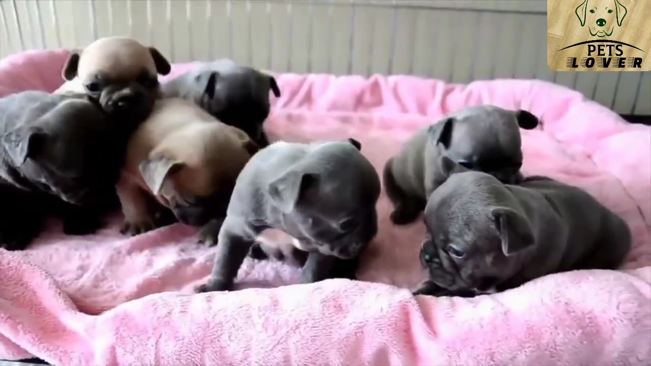 Dogs movement with owner