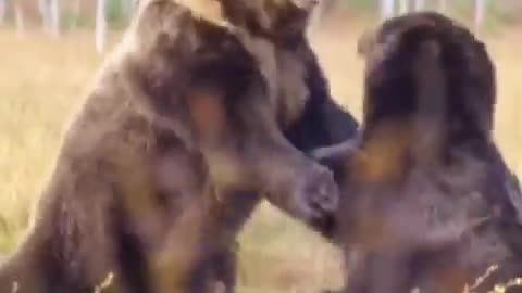 Bear Fight