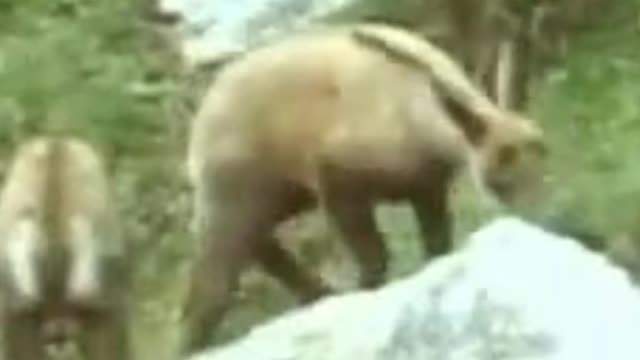 Best funny goat dancing video 2023