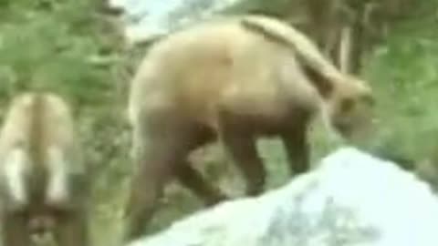 Best funny goat dancing video 2023