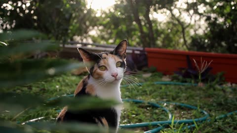 Cat Video #12