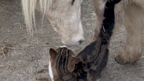 Ned And Meadows Are The Best Of Friends