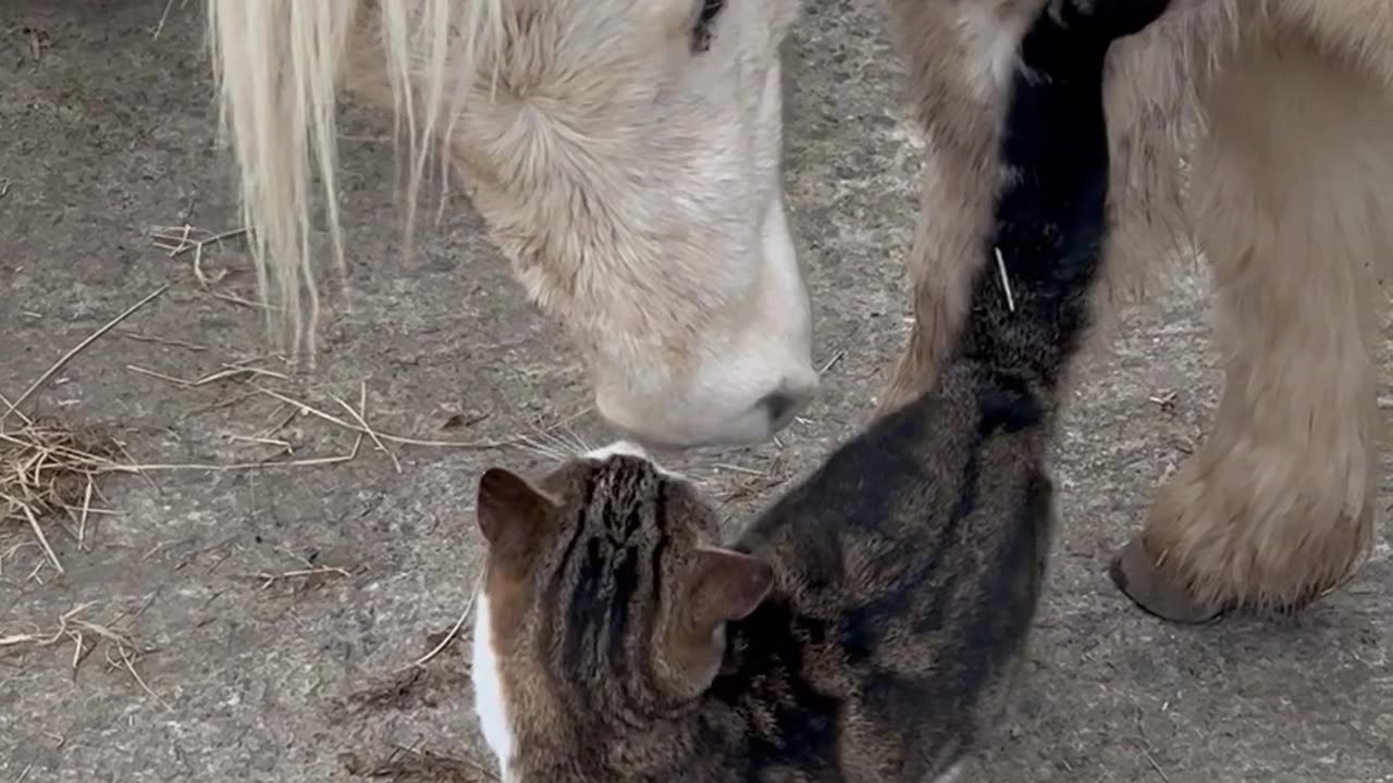 Ned And Meadows Are The Best Of Friends