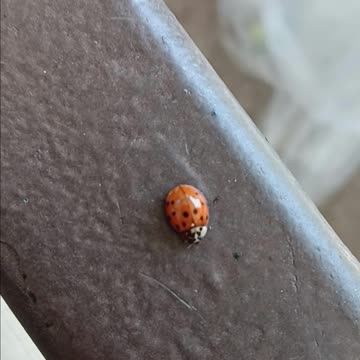 Ladybug 🐞