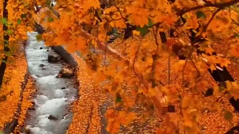 Beautifully colored leaves. 🍂