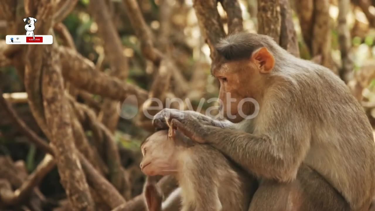 This oldest monkey in the world