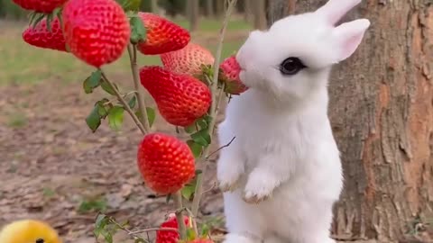 Beautiful rabbit eating strawberries