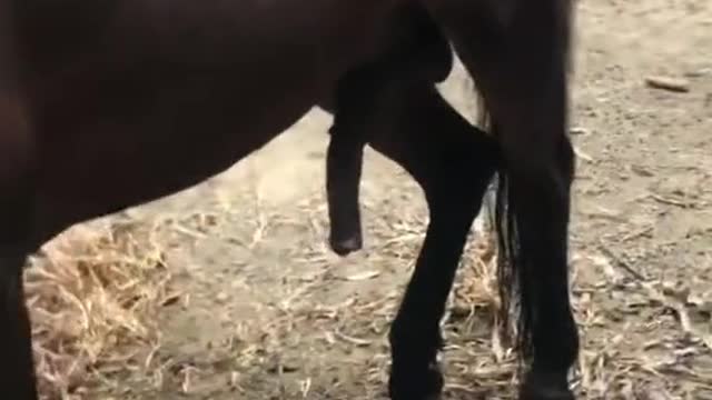 Horse showing somthing so Funny 🔥