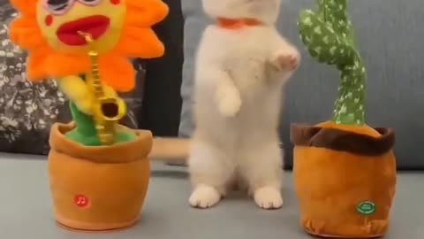 Cute cat playing with music toys 😻🎶🧸