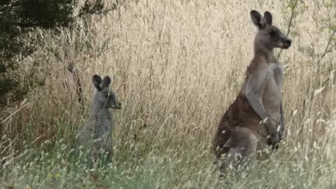 Kangaroos