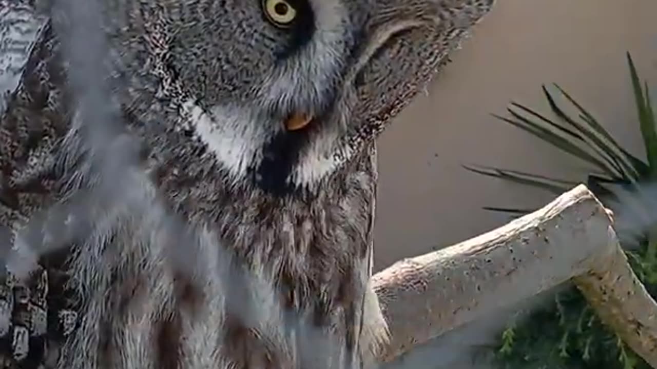 Great Grey Owl hooting deep calls 🦉#shorts #birds #owl #song