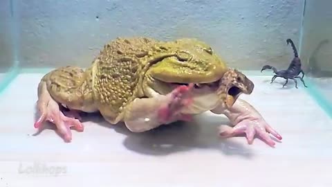 Giant Asian Bullfrogs Favorite Big Tree Lizard! Asian Bullfrog Live Feeding