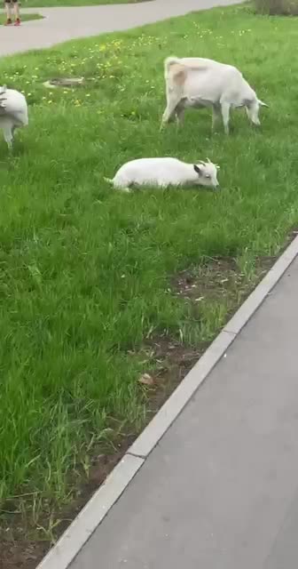 Trimming the grass the old fashioned way 😂