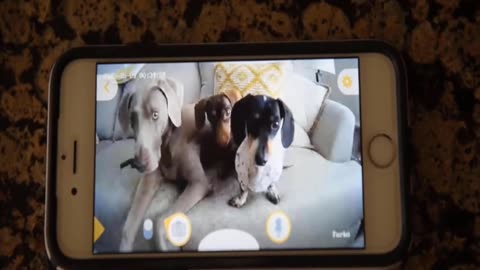 Top 3 Pet Cameras ( 3 best Pet Cameras ) Pet Cameras Review and Price