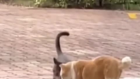 Funny cat and dog