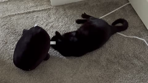 Adopting a Cat from a Shelter Vlog - Cute Precious Piper Demonstrates How to Handle an Intruder