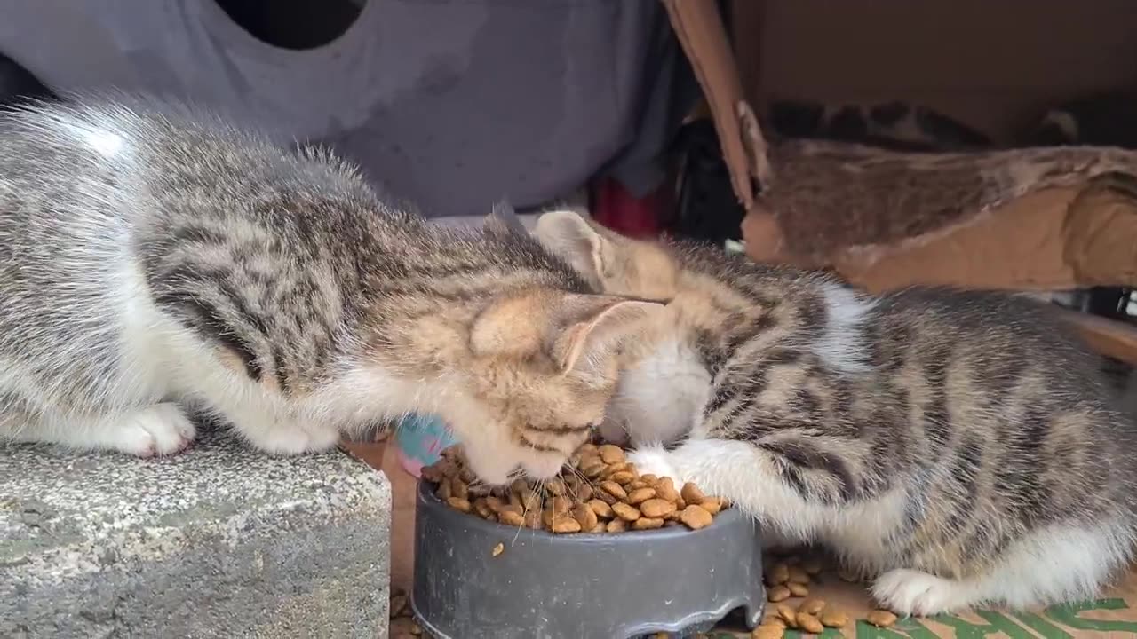 The big kitten protects the little kittens by mothering them