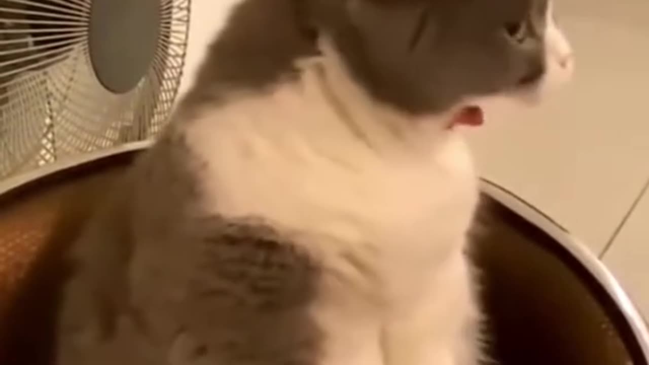 Cute cat funny video