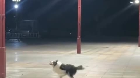 Igreen Energy - dog playing ball