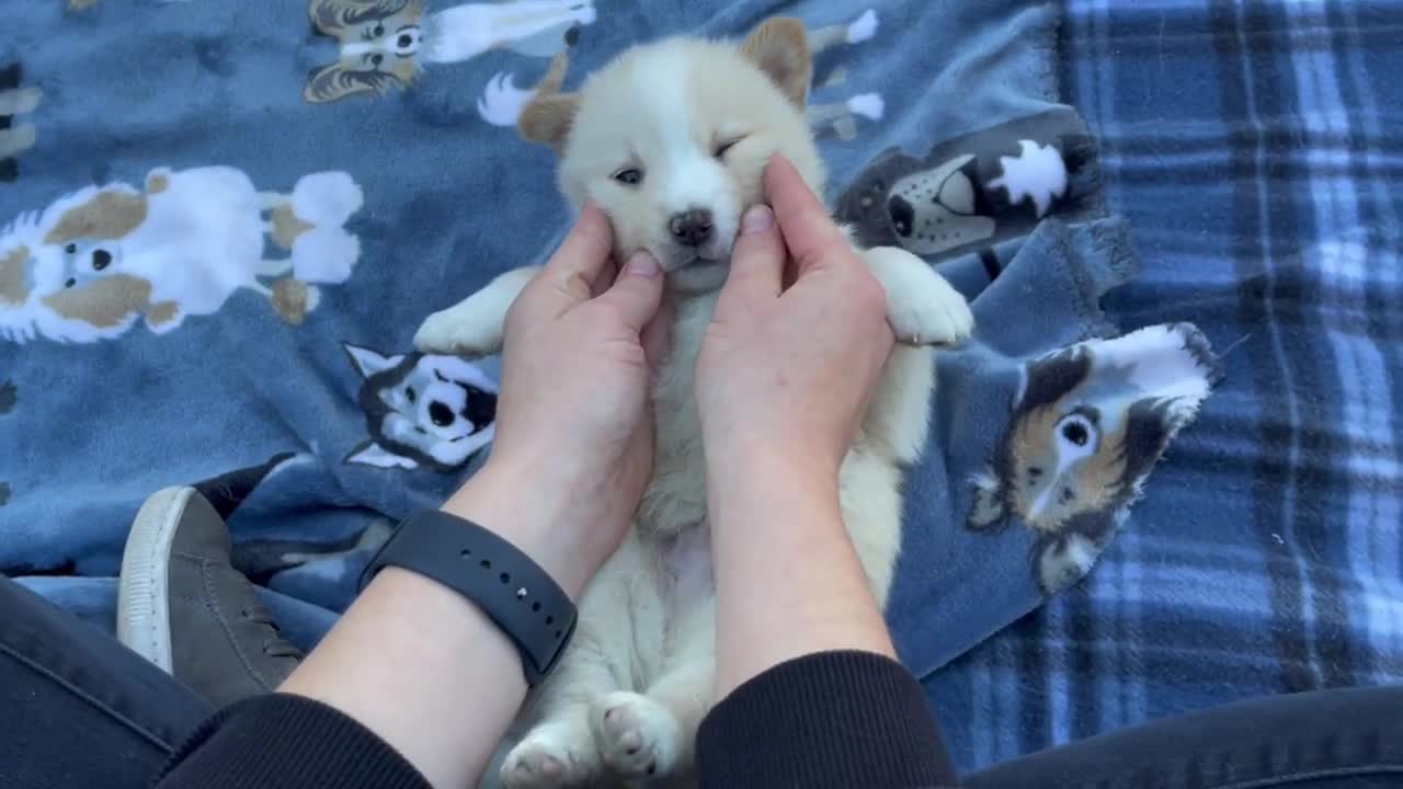 Best Bowtie Pomsky Love - Beautiful F1 Pomskies, just look at them!