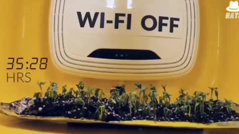 How does Wi-Fi affect plant growth