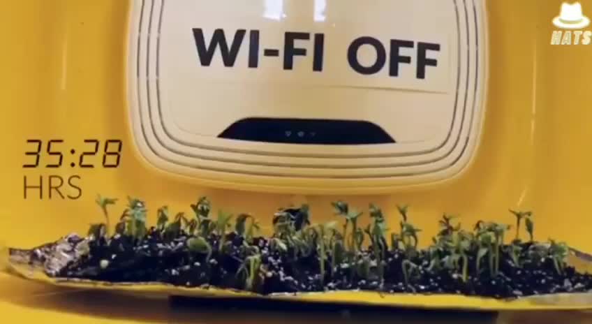 How does Wi-Fi affect plant growth