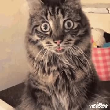 Cute Cat Gif