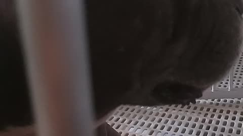 Amazing American bully
