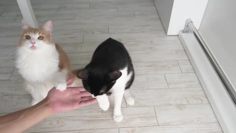 Cats Care Tips