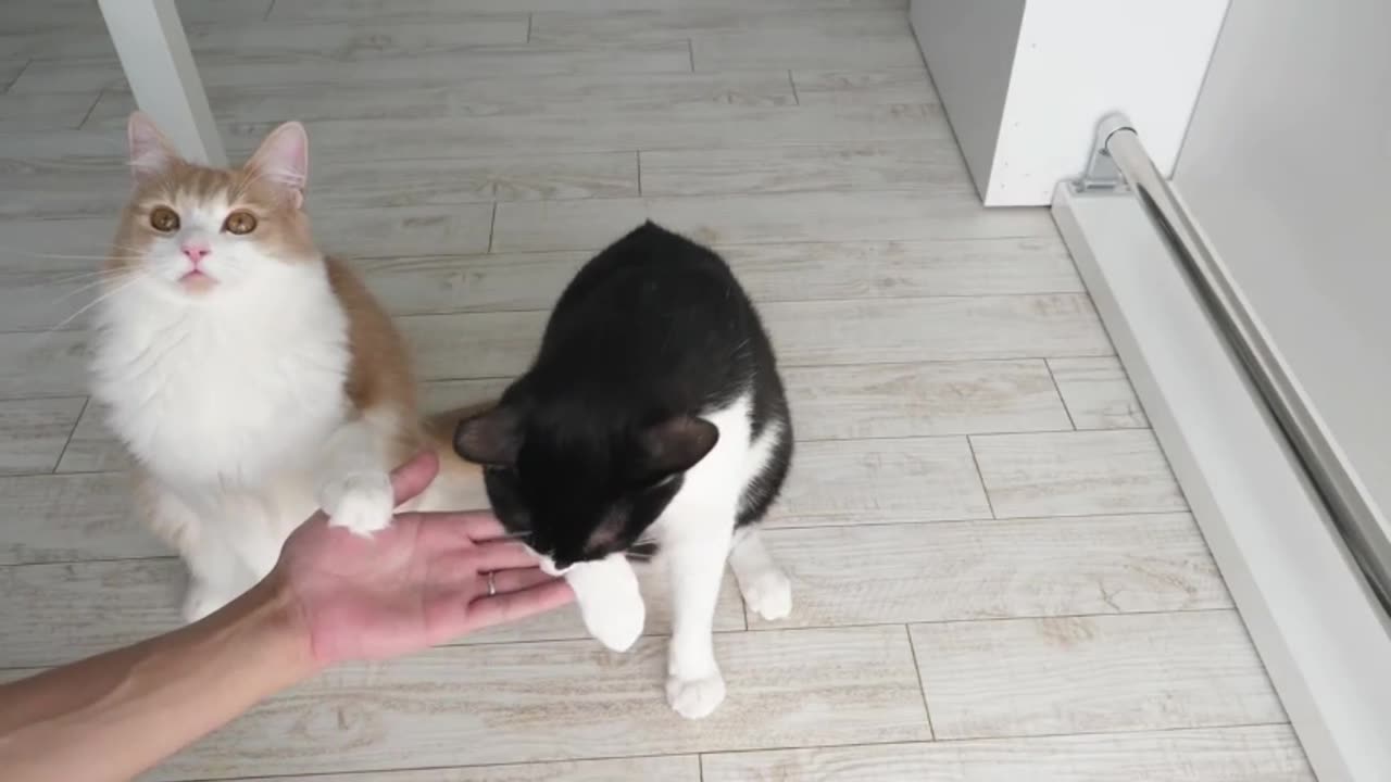 Cats Care Tips