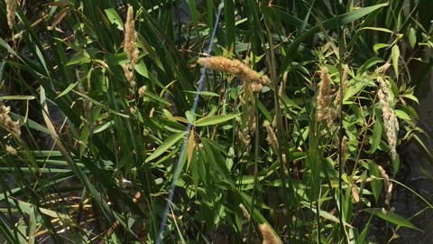 Fishing pole thief part 2