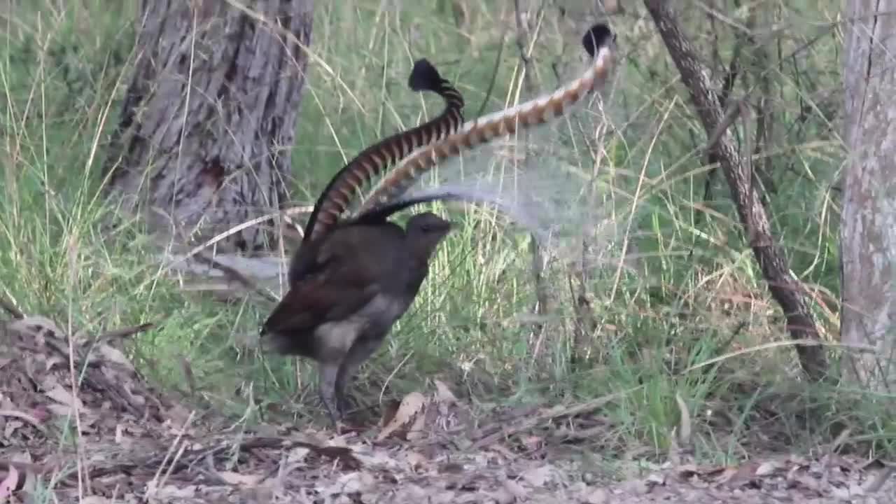 Magic Lyrebird