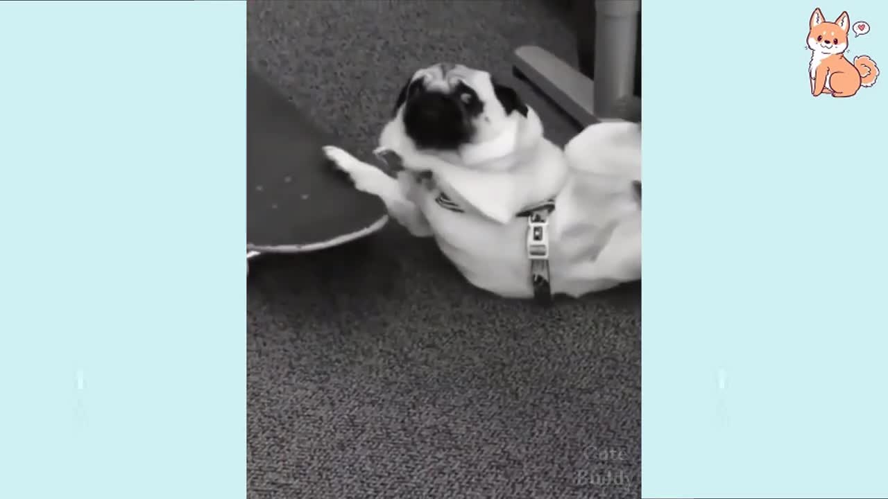 🤣Funny Dog Videos 🤣 🐶 It's time to LAUGH with Dog's life | Cute Buddy