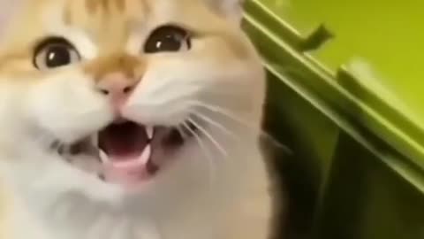 Cute funny cats 🐱 and dogs 🐶||cute animals||try not to laugh😆|