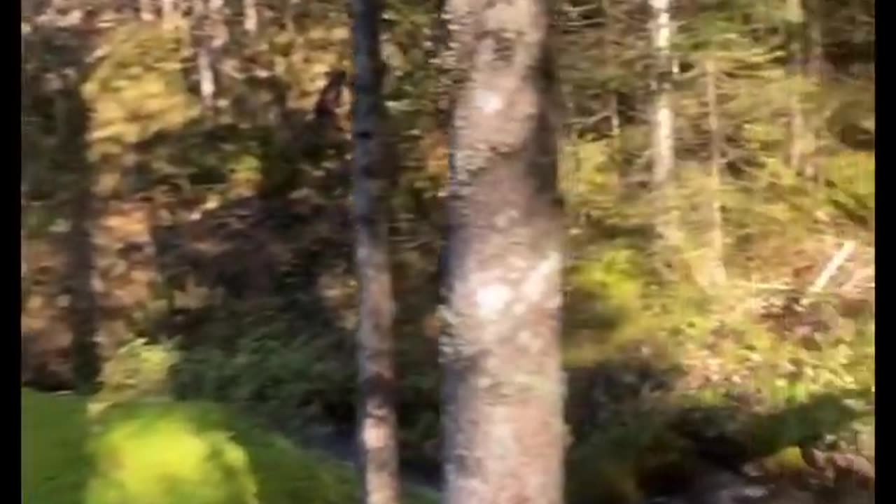 Hidden spa & sauna gem in a gorgeous fall forest
