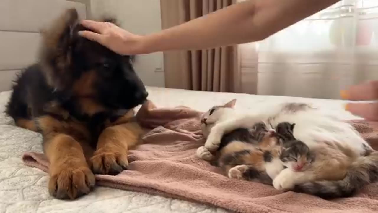 German Shepherd Puppy Meets Mom Cat with Newborn Kittens for the First Time