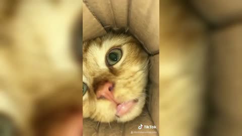 Funny TikToks that make my week better